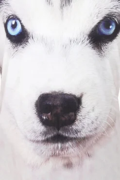 3D Husky Short Pyjamas -All Ages Fashion IMG 0428