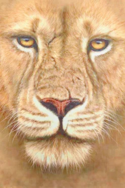 Lion Paw Print3D Long Pyjamas -All Ages Fashion PJF 191016 37