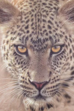 Cheetah Animal Print Short Pyjamas -All Ages Fashion PJF 62 scaled